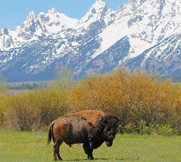 Bison meat in Rycroft meatshop