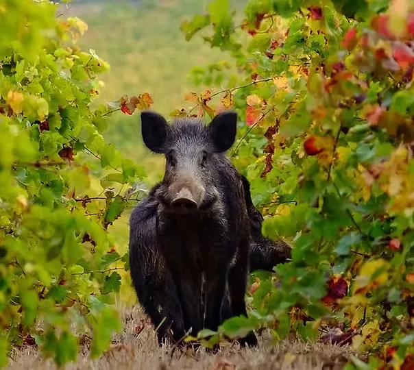 Wild boar meat in Rycroft meatshop