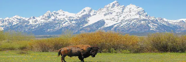 best bison meat shop in Alberta